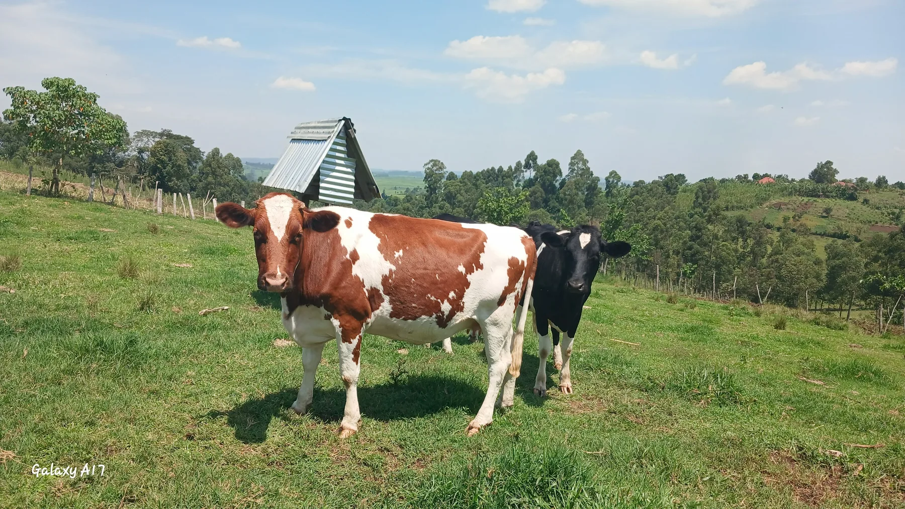 Improved dairy breeds